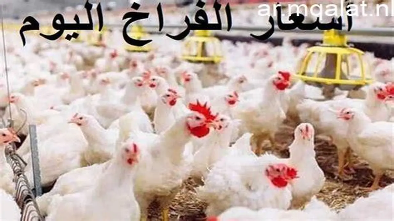 تحديثات أسواق مطروح.. هبوط مفاجئ في أسعار الفراخ والبانية خلال تعاملات الأحد